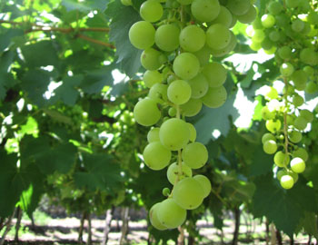 Torrontes