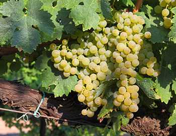 Trebbiano