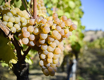 Viognier